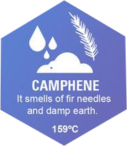 Camphene Graphic