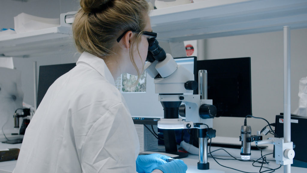 Lab Director Analyzing Cannabis under a microscope